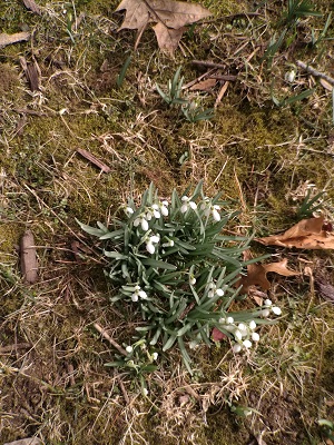 Snowdrops with